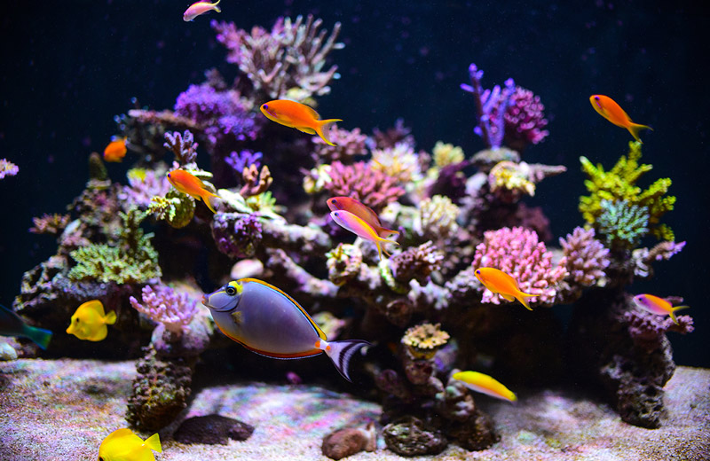 tropical-fish-with-coral-header