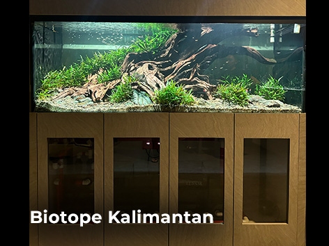 Biotope Kalimantan