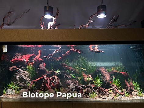 Biotope papua