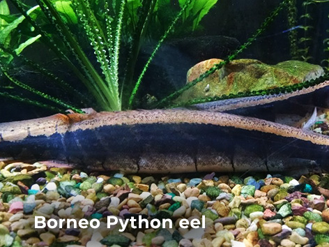 Borneo Python eel