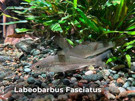 Labeobarbus fasciatus