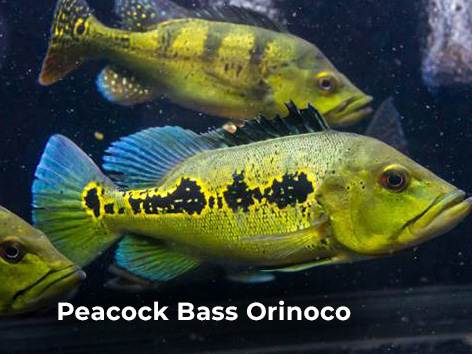 Peacock Bass Orinoco